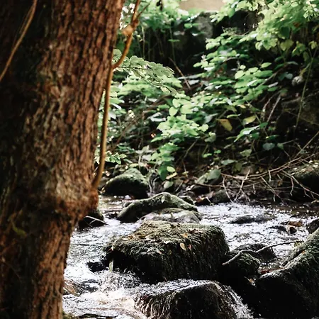Nature In Alsace Between Stream And Vineyard Nyaraló